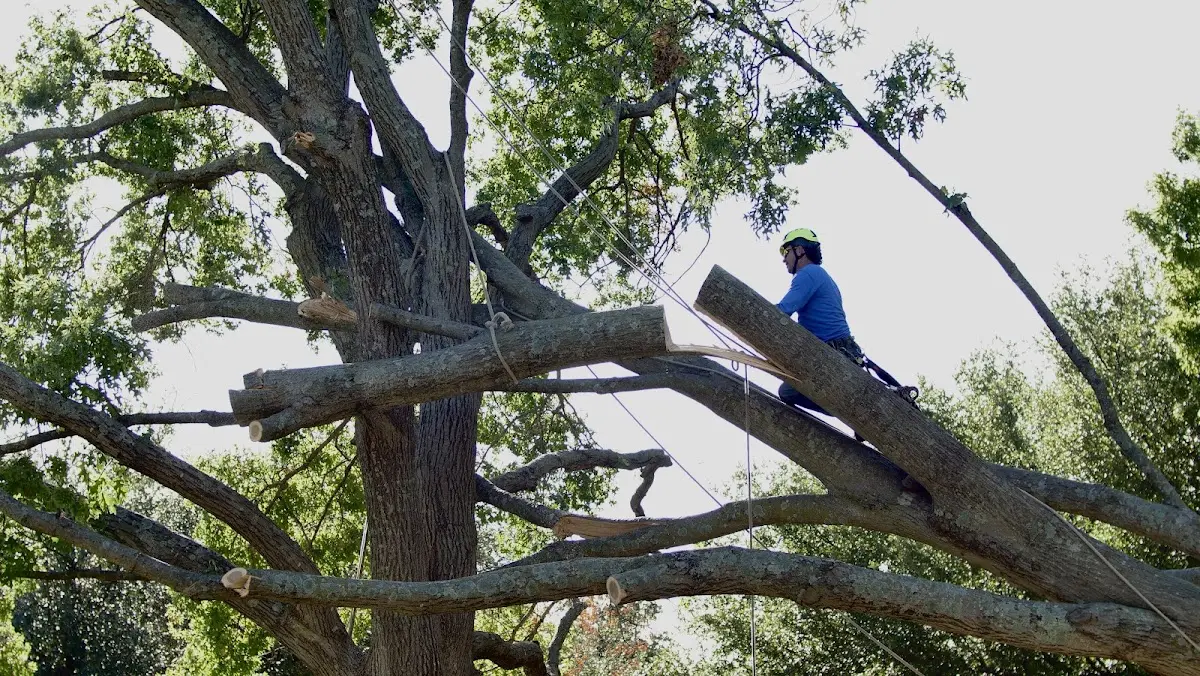 Professional Crown Thinning performed by certified arborists in Pitcher