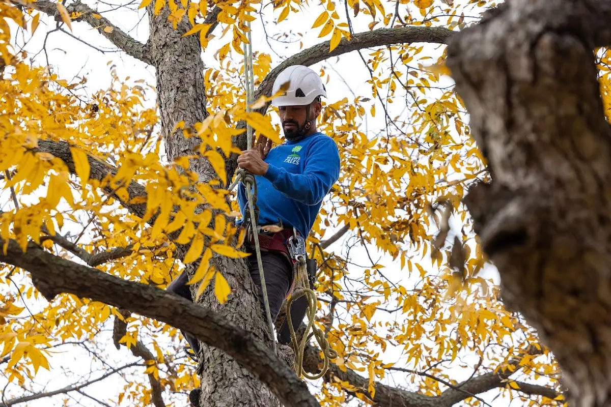 Skilled Tree Trimming crew working in Pitcher