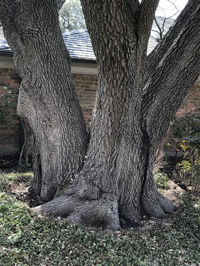 Mature heritage tree close to a Pitcher property cared for by certified arborists